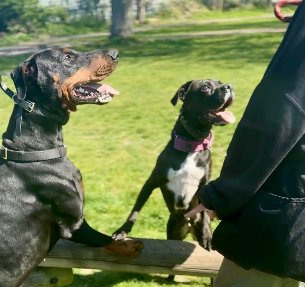 2 dogs trained by Anna